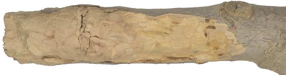 aac Kréta Ficus.JPG